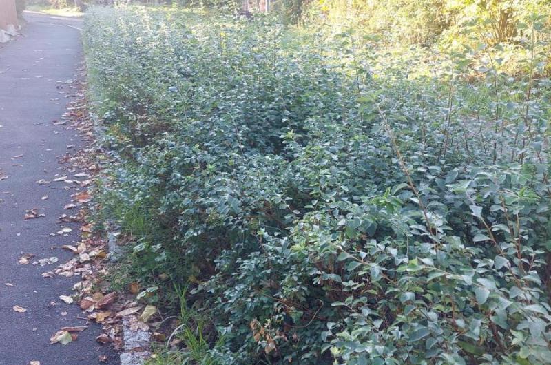 snížit výšku keřů razantně z důvdou výhledu do silnice