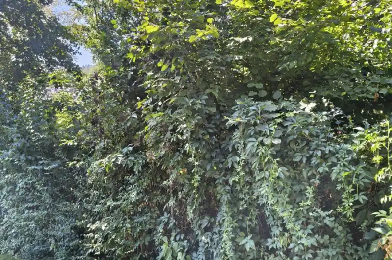 Nálety a křoví - drží vlhkost a je zde neustálý stín