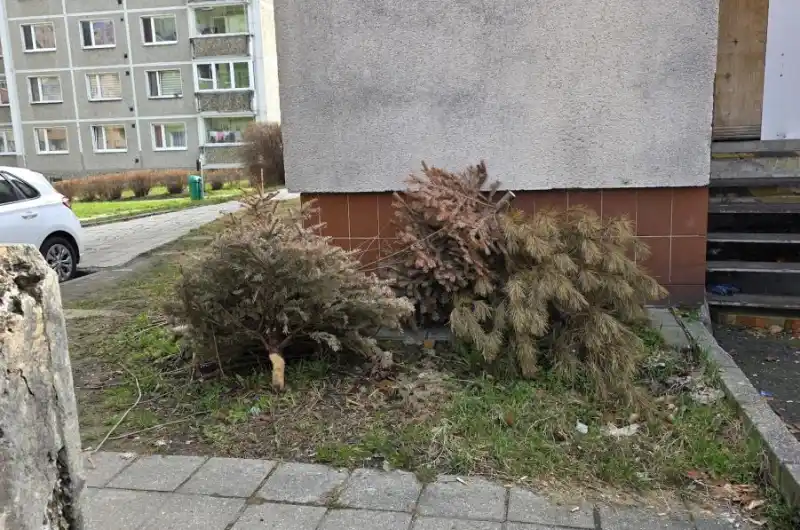 Vánoční stromky v květnu