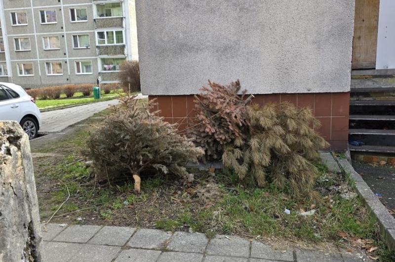 Vánoční stromky v květnu