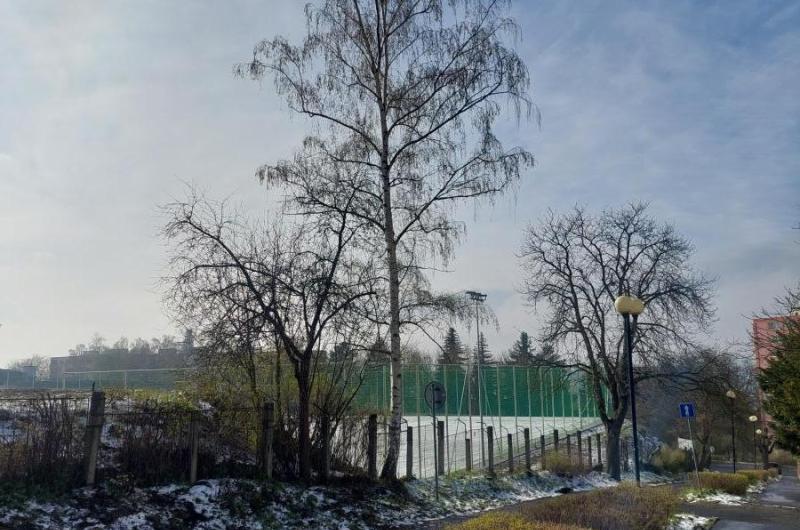 nálety byly v pátek odstraněny z důvodu rekonstrukce plotu, bříza zůstala...je nakloněná a jediný strom, který při pádu ohrožuje náš plot.