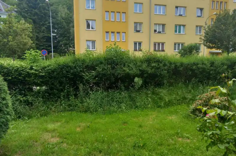 Přerostlý živý plot. 