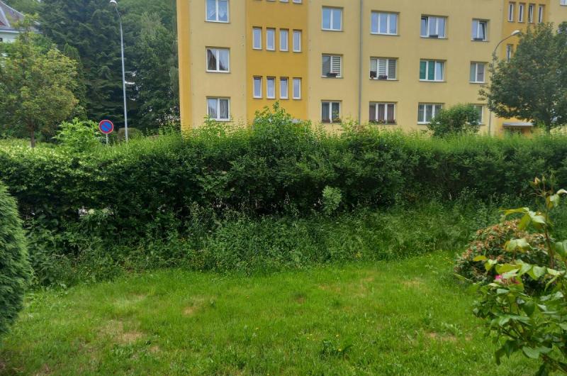 Přerostlý živý plot. 