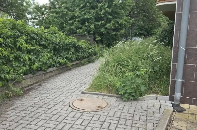 Přerostlá metrová tráva