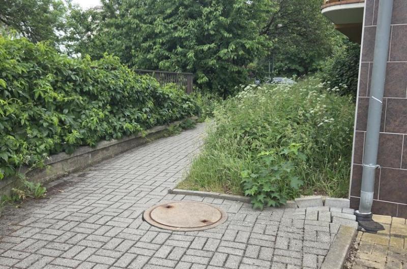 Přerostlá metrová tráva