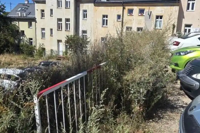Neudržovaná zeleň