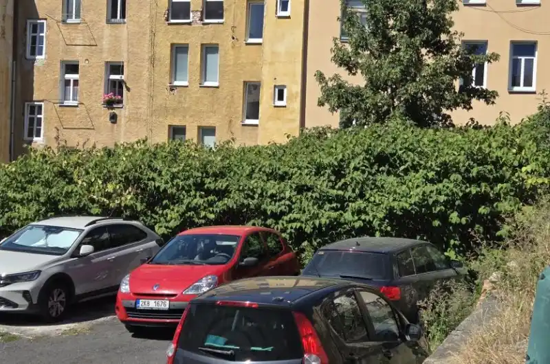 Neudržovaná zeleň
