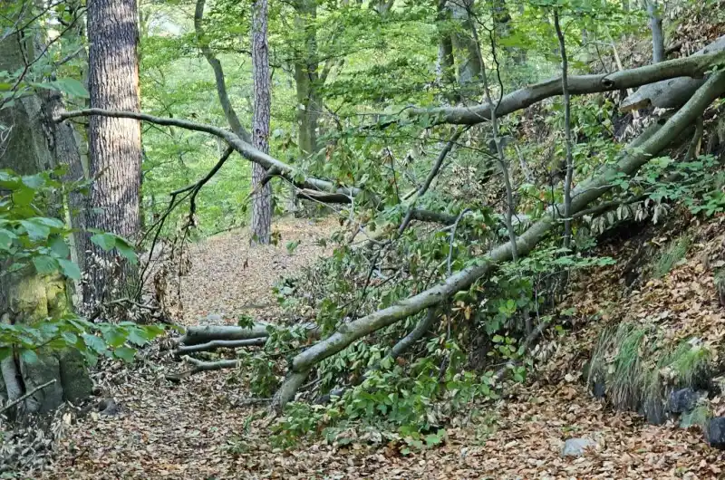 spadlý strom