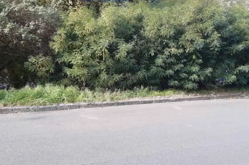 Také zde roste tráva