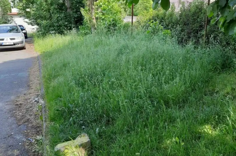 tráva