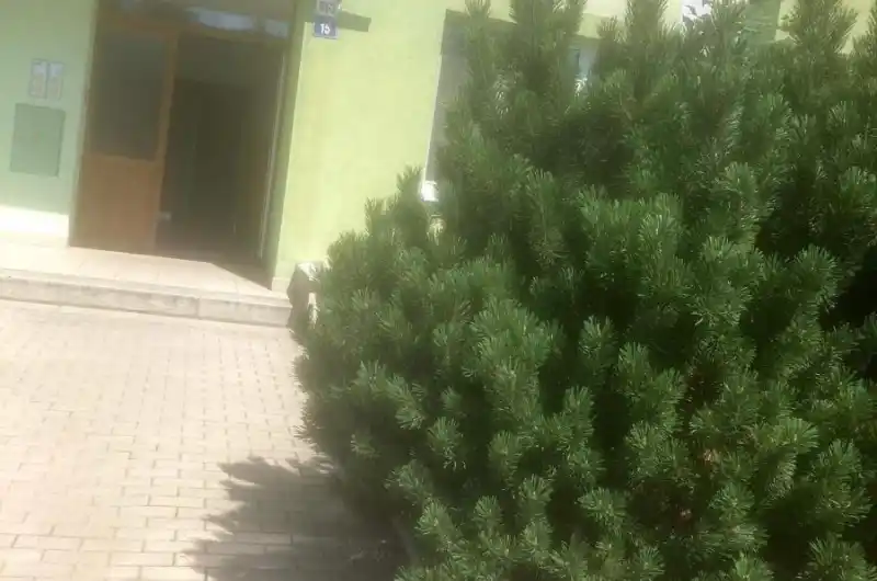 Borovice