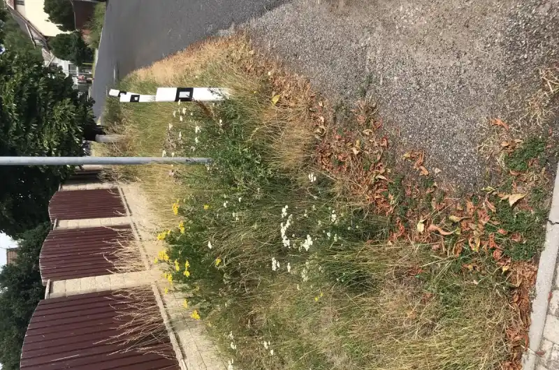 Vysoká tráva u plotu