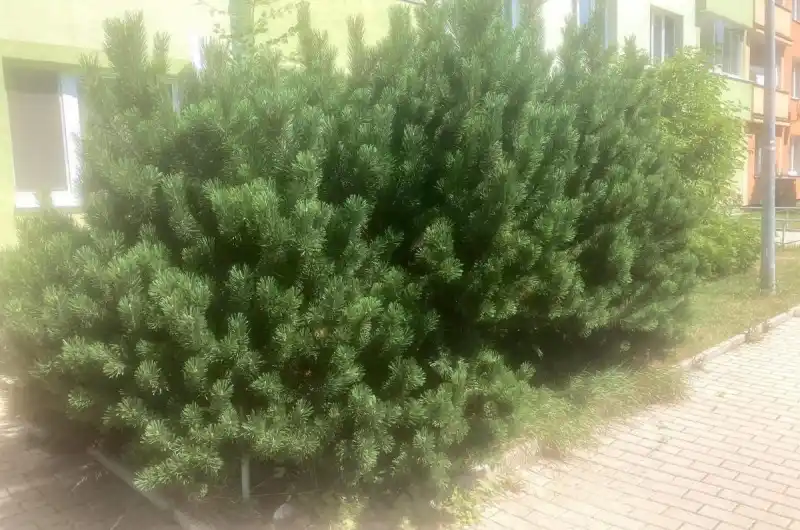 Borovice