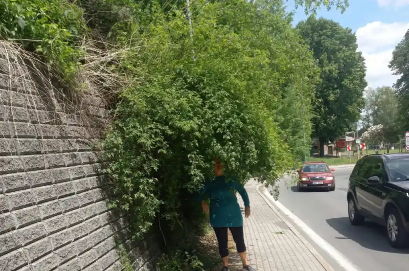 Dřeviny znemožnující průchod