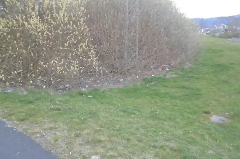 keře vrby jívy poseté odpadky