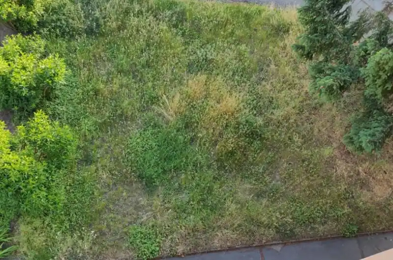 Trávník u štítu domu
