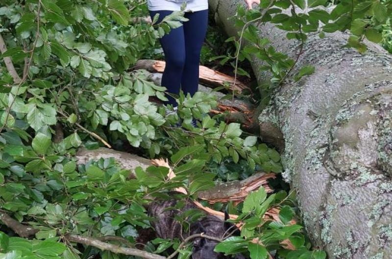 spadlý strom přes cestu