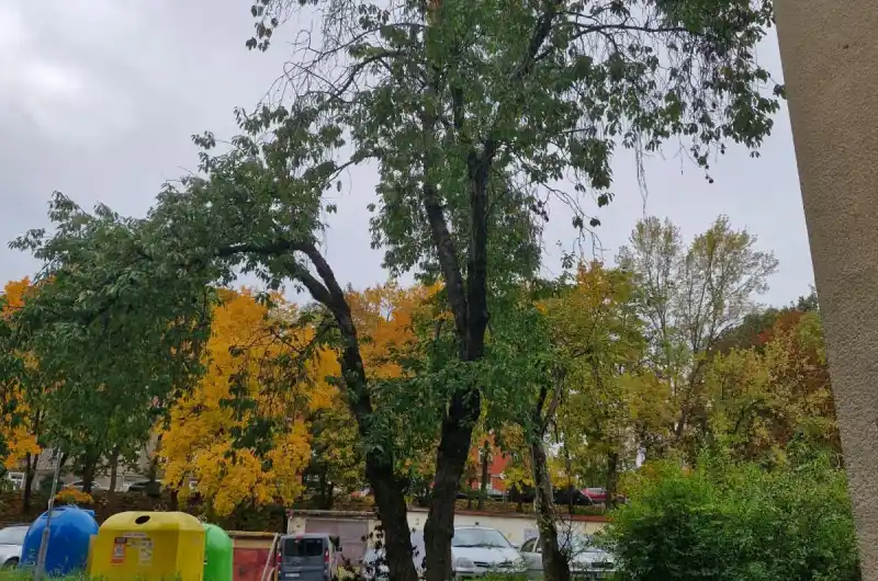 Třešeň