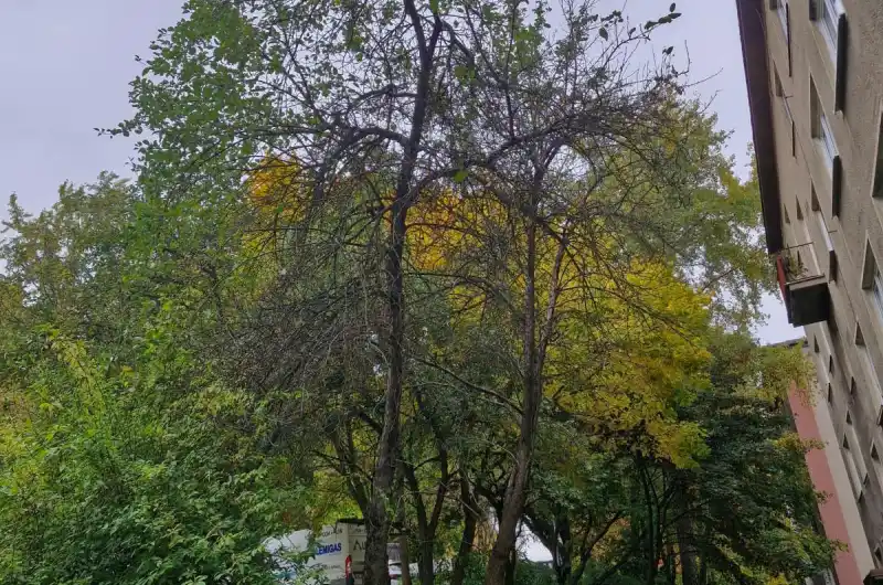 Jabloně