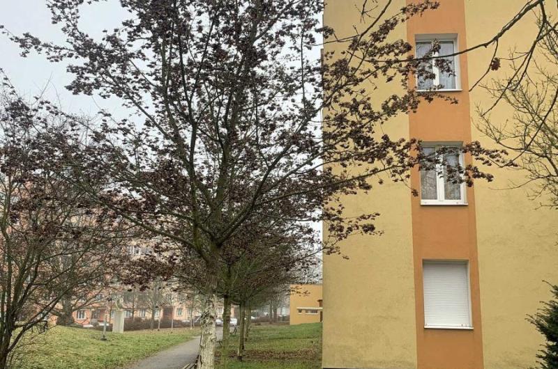 Řada javorů zasahuje do fasády