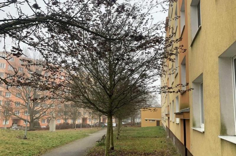 Řada javorů tluče do oken a parapetů