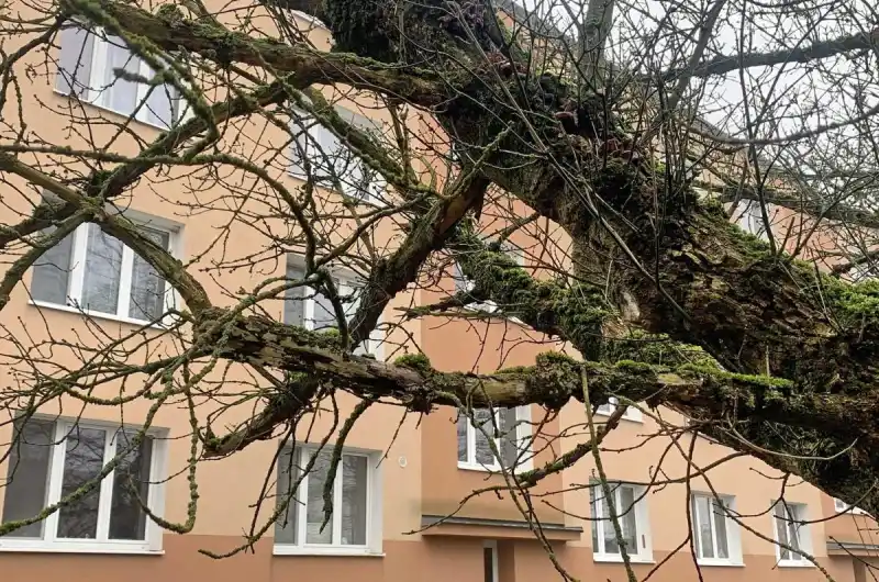 Suché a houbou napadené větve