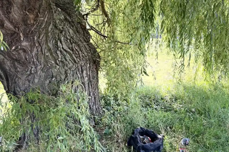 Vrba