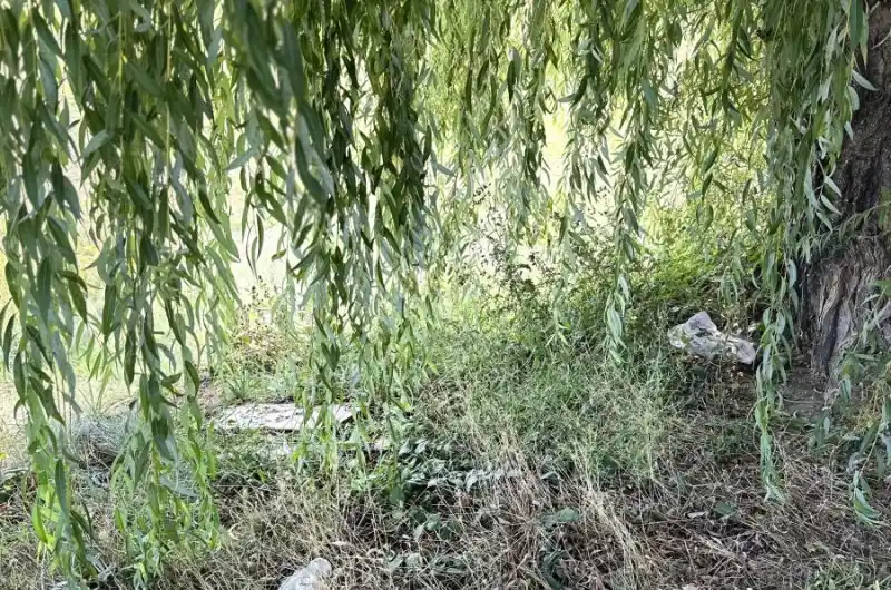 Vrba 2