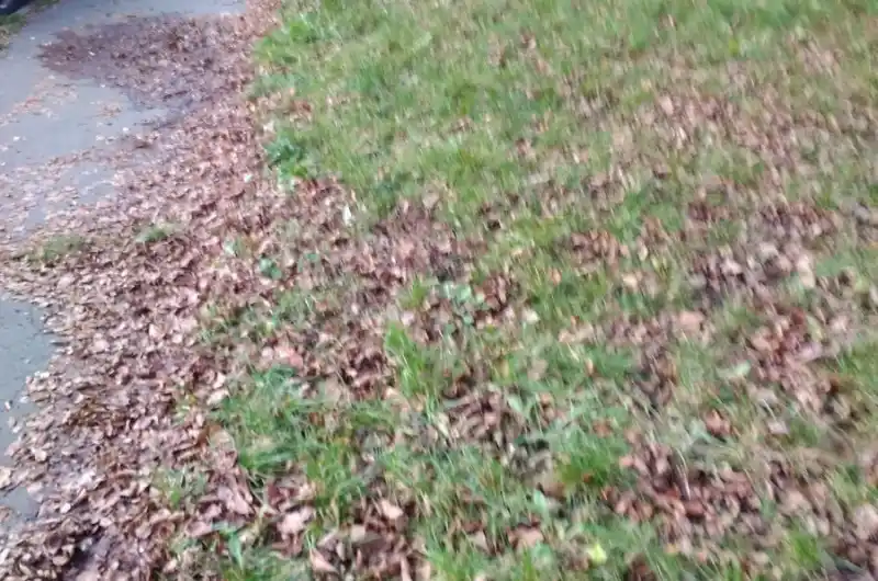 listí