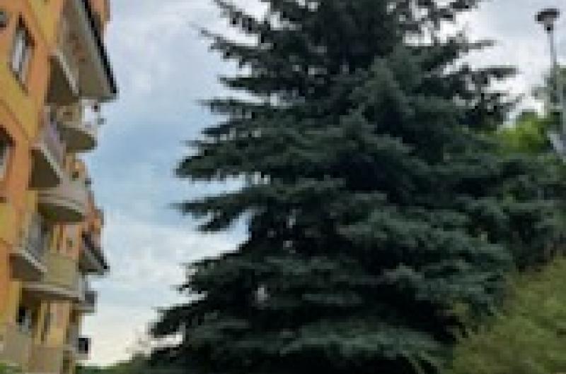 strom zasahující až do 4 patra domu