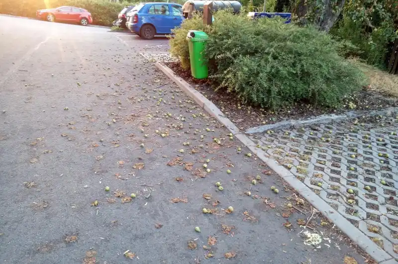 spadané plody hrušky