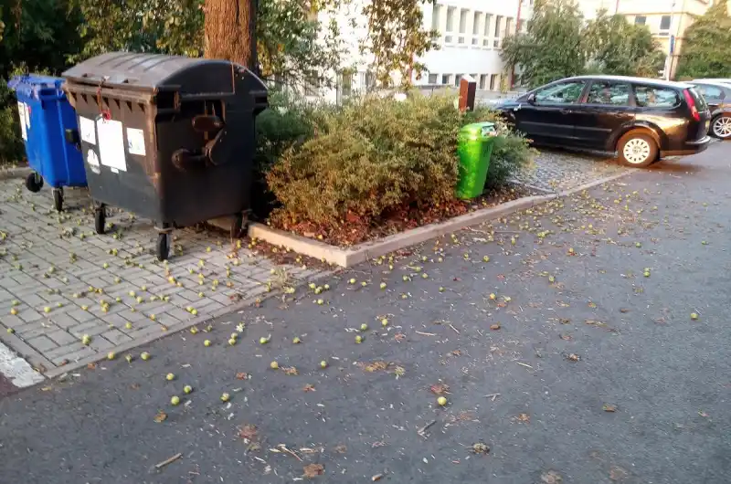 spadané plody hrušky