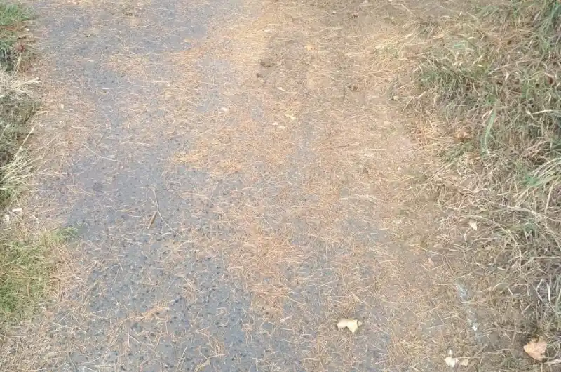 Jehličí na rozbitém chodníku. 
