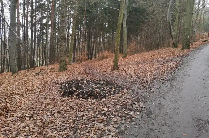Lesní cesta