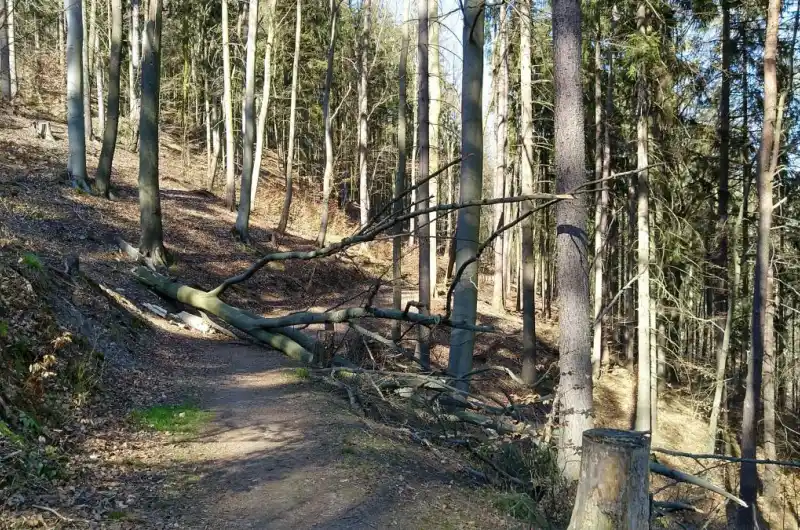spadlý strom
