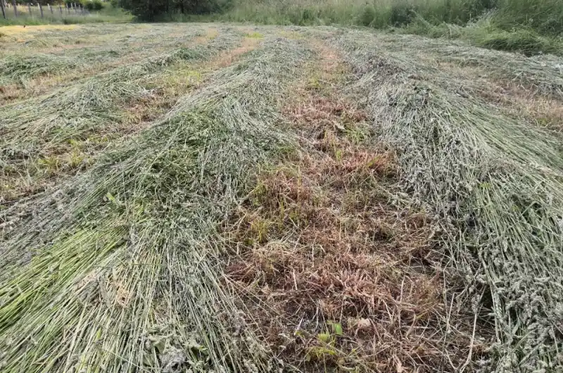 seschlá tráva