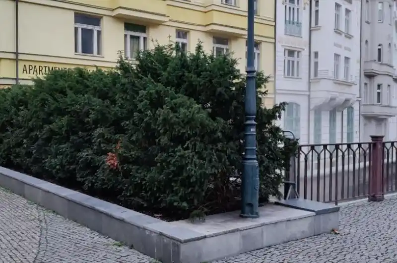 keře