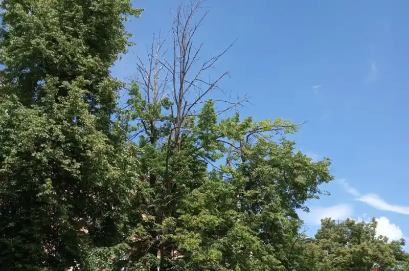 Částečně uschlé lípy.
