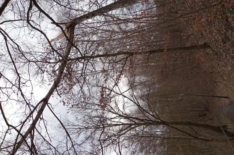 Zlomený strom