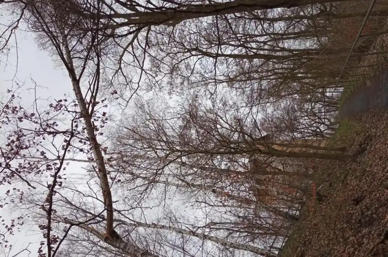 Zlomený strom