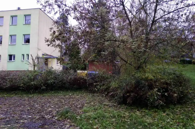 Přerostlé stromy