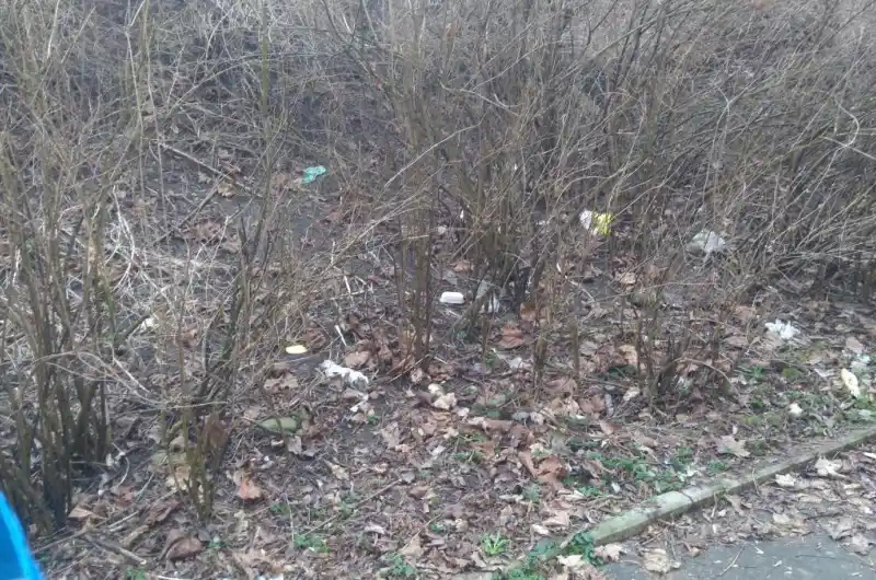 křoví 1