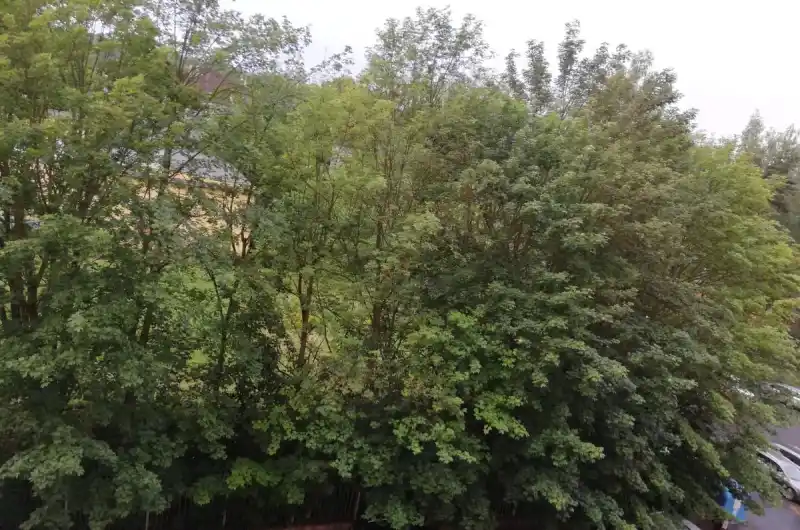 Přesahující větve do chodníku 