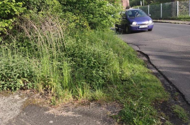 Keře zasahují do výhledu silnice 