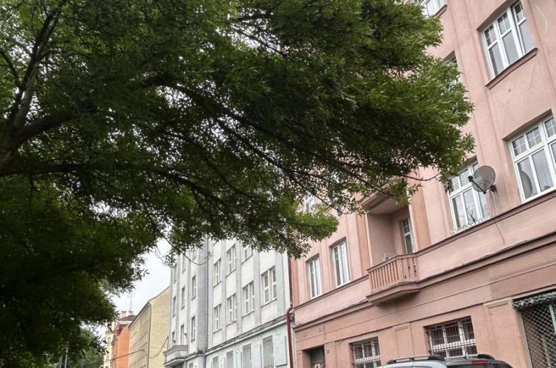 Větve vyčnívající téměř do středu silnice