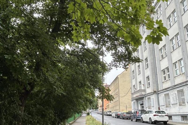 Větve téměř před prolomením