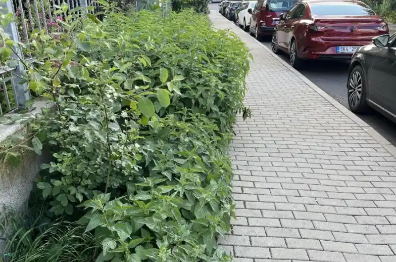 Koprivy