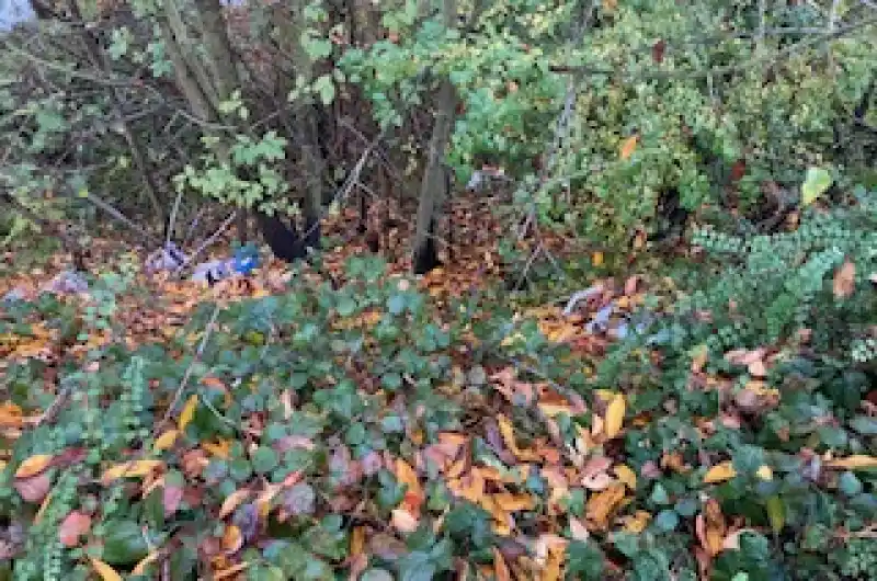 nepořádek
