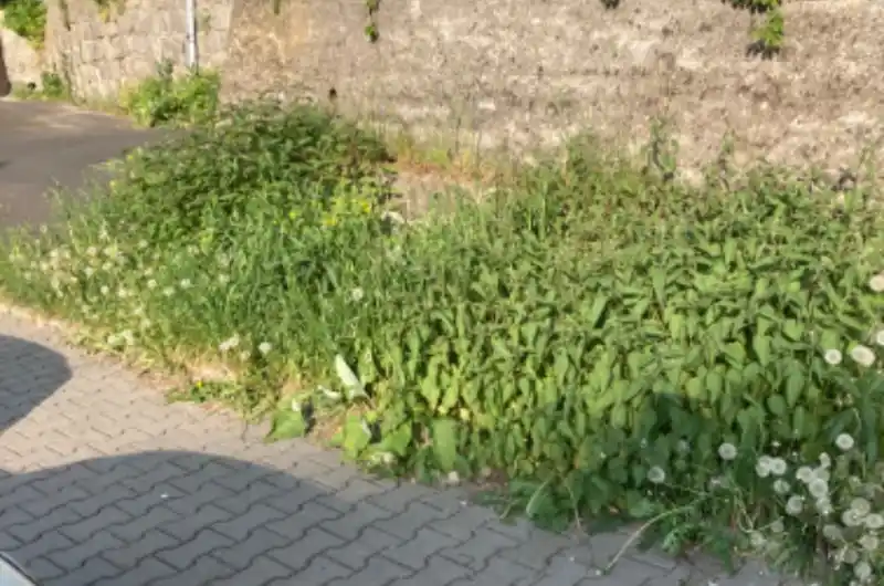 neposekaná tráva