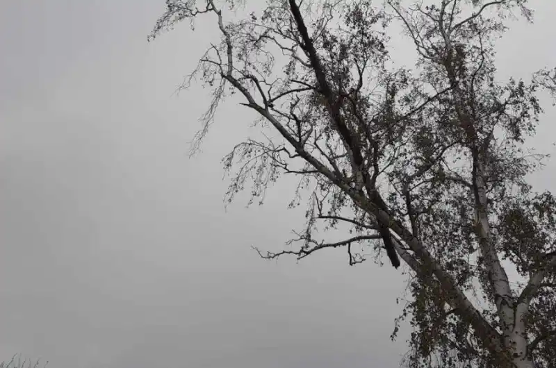 Foto ulomené větve 